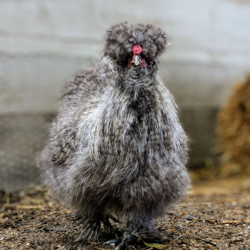 Baby Chicks Cuckoo Silkie Bantam My Pet Chicken