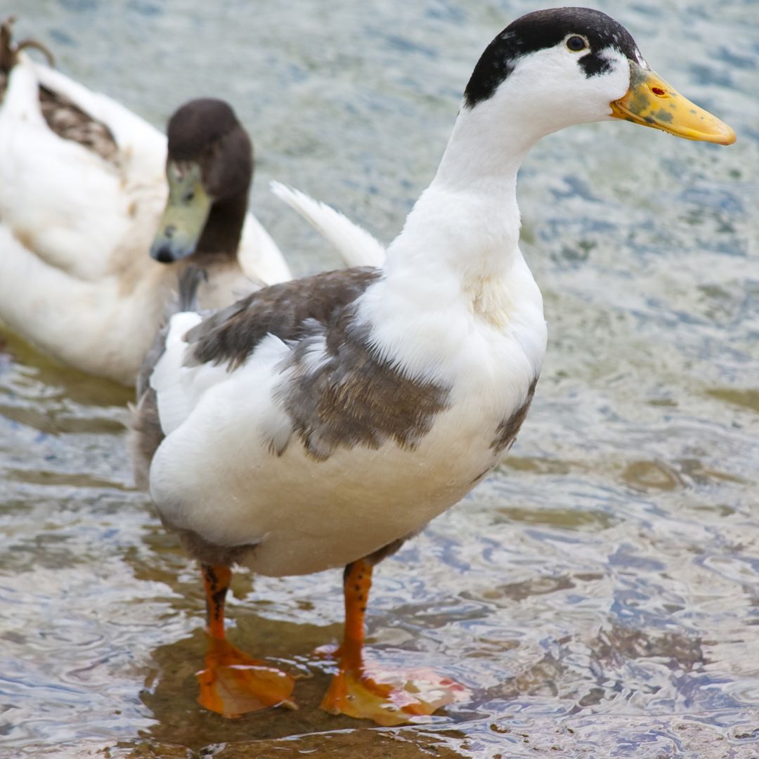 Magpie ducks in a pond. 