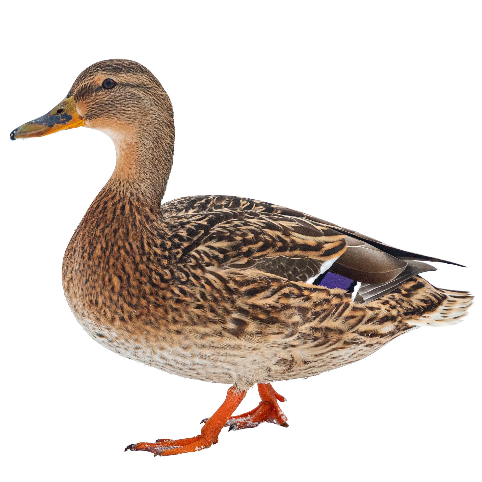 Mallard Ducks are known for their beautiful appearance and graceful presence.