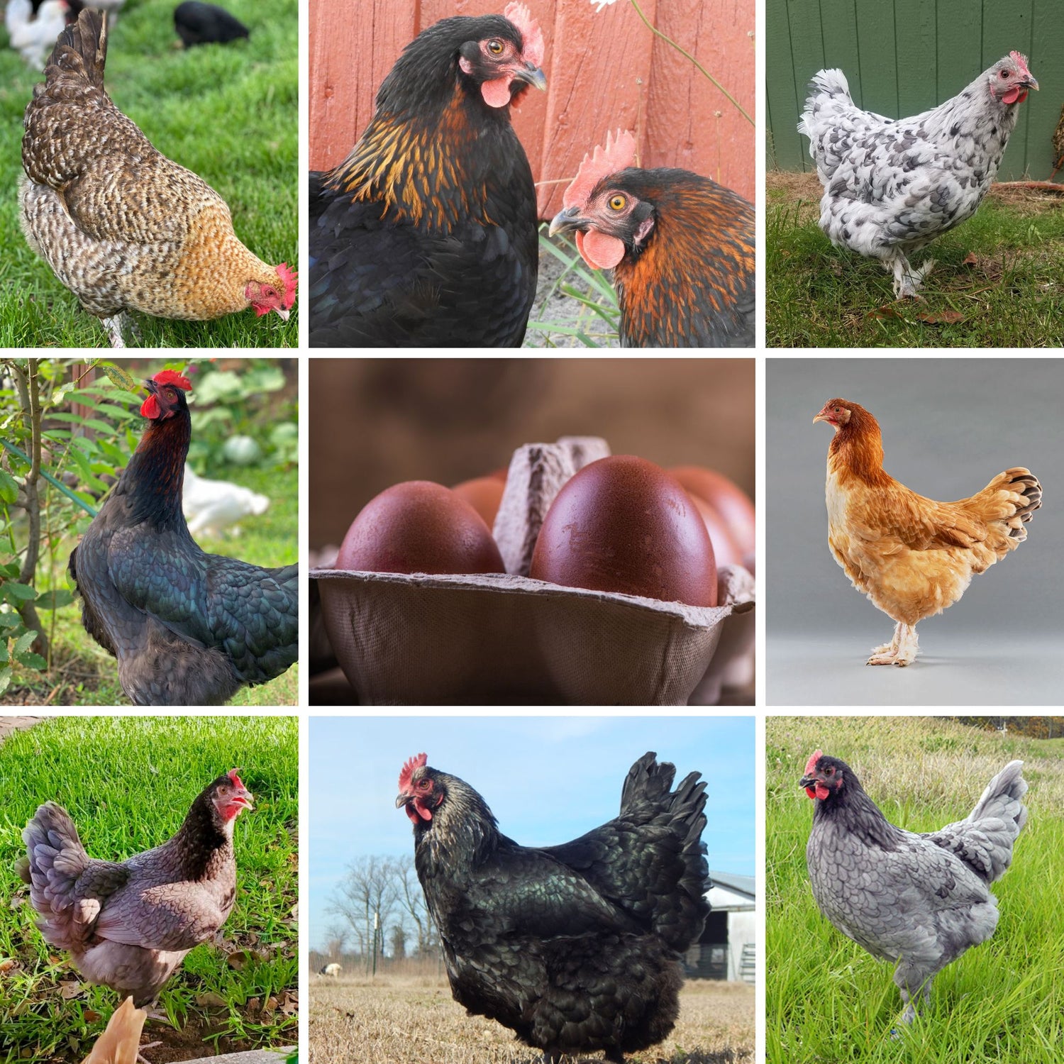 Baby Chicks: Mystery Chick from Our Rare Marans Assortment