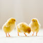 Baby Chicks: Marraduna Basque