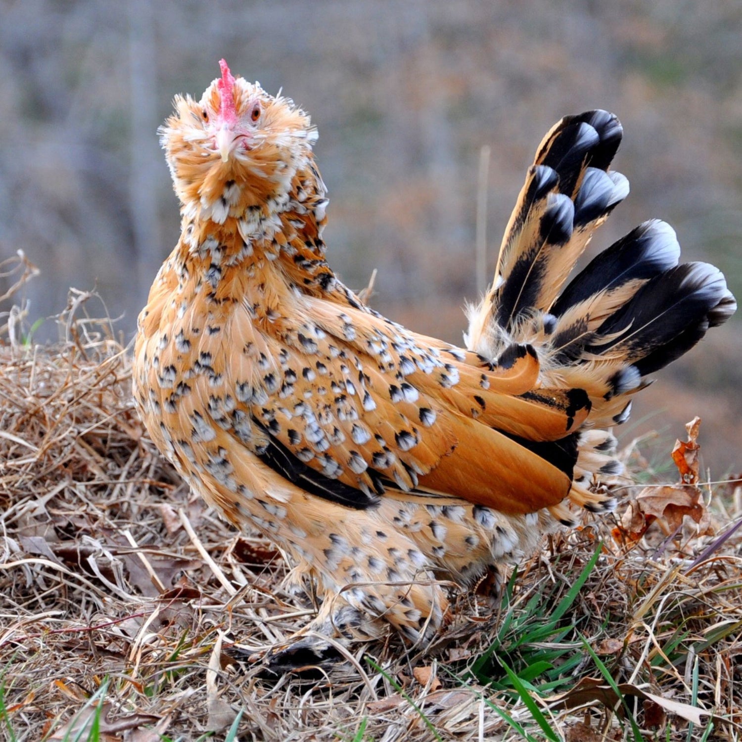 Mille Fleur d'Uccle Bantam chicken