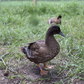 Hatching Eggs: Mixed-Breed Duck, Flock & Field Location