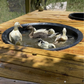 Hatching Eggs: Mixed-Breed Duck, Flock & Field Location