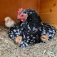 Mottled Cochin Bantams make great mothers when they go broody. 