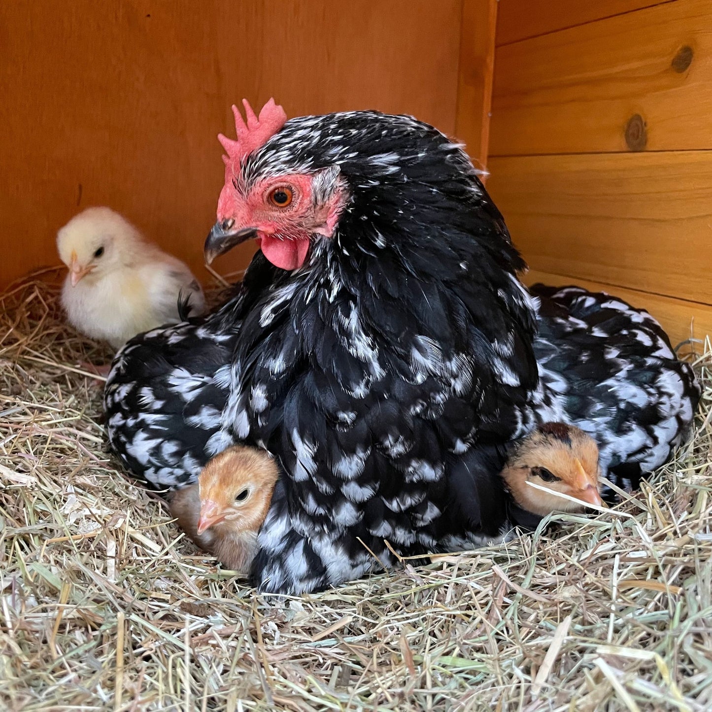 Mottled Cochin Bantams make great mothers to baby chicks!
