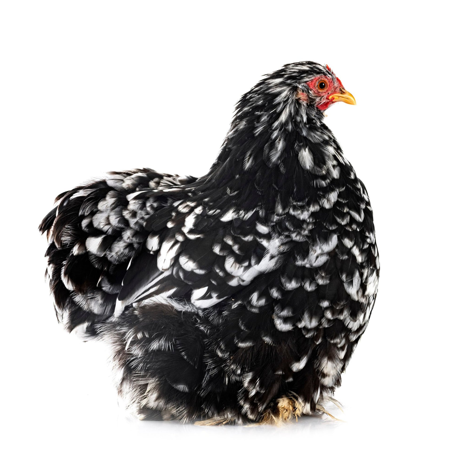 Mottled Cochin Bantams are a very friendly chicken breed. 