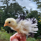 Baby Chicks: Mottled Frizzle Cochin Bantam