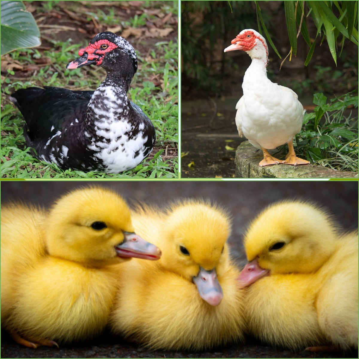 Assorted Ducks White Muscovy Ducklings The Muscovy Duck The American Poultry
