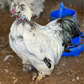 Hatching Eggs: Silver Pencil Laced Project Silkie, Flock & Field Location
