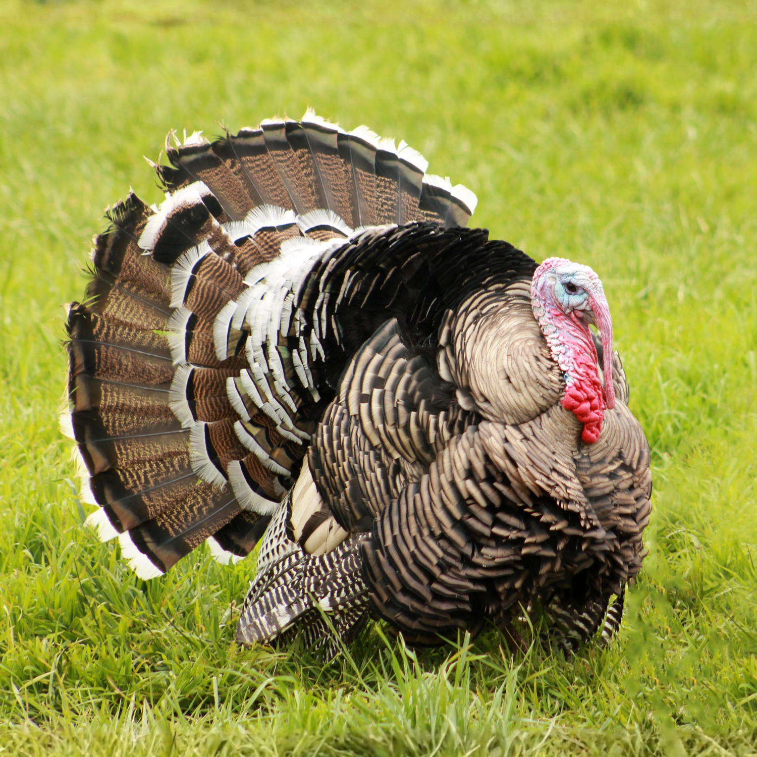 Turkey Poult: Narragansett