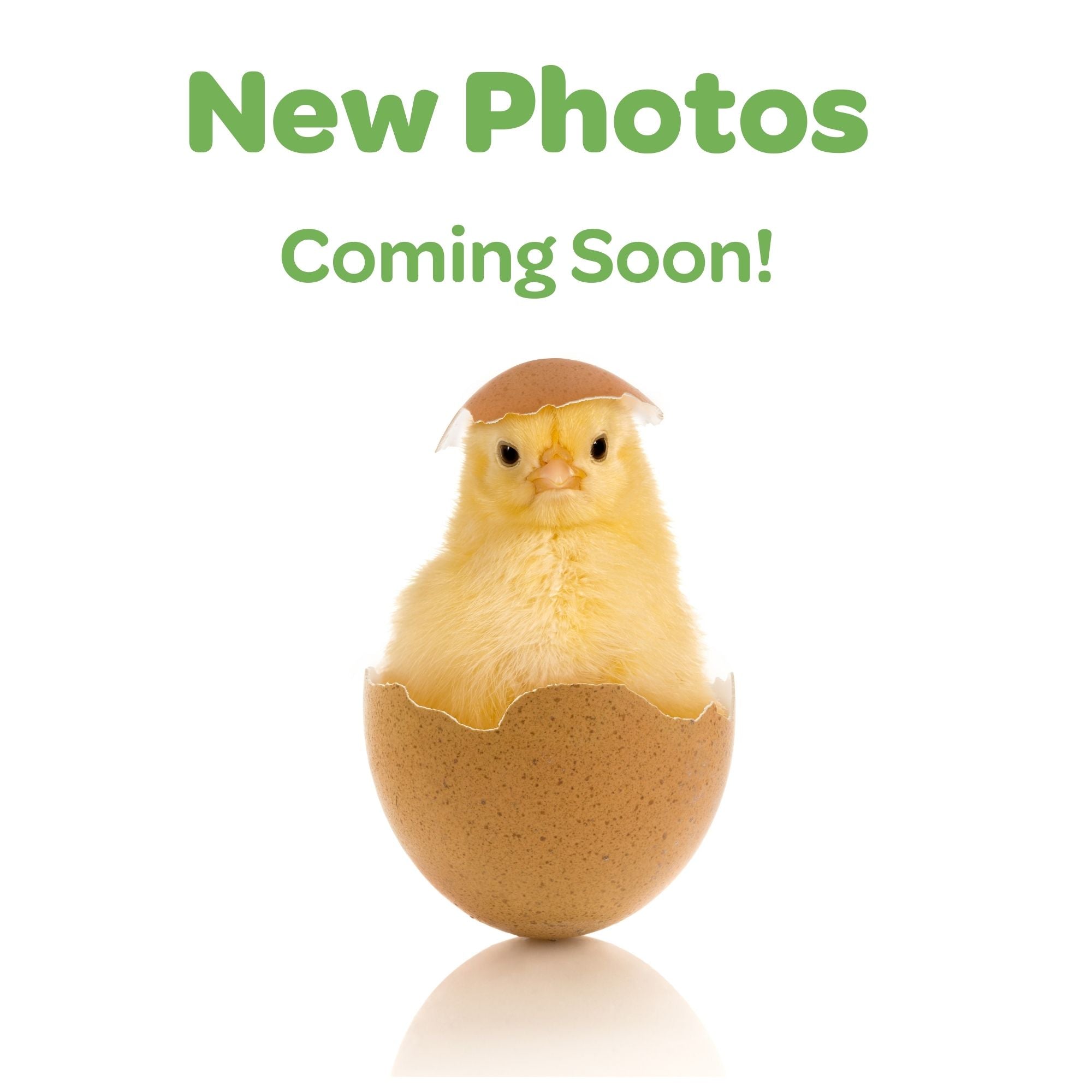 Baby Chicks Red Dorking Bantam My Pet Chicken