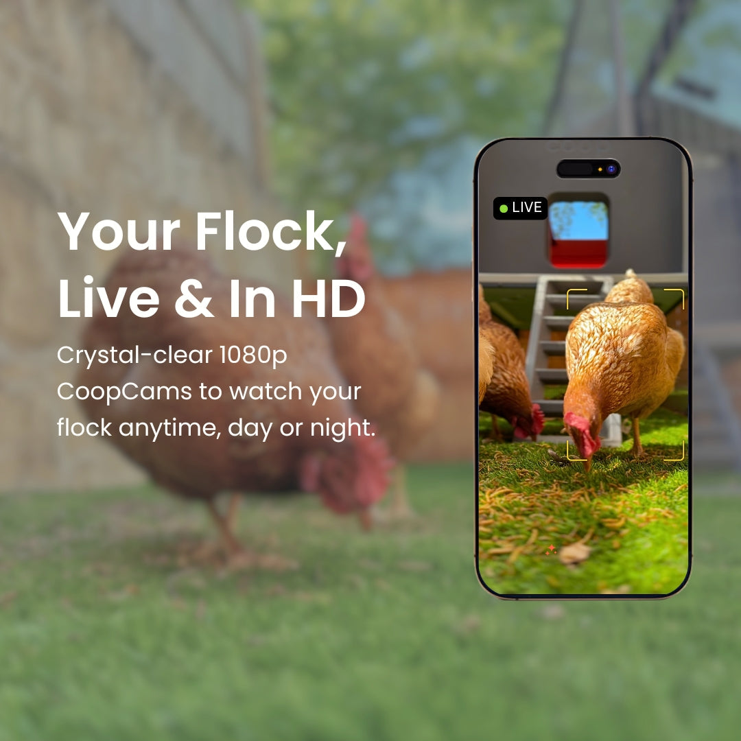 The Smart Coop + Steel Run (4-6 chickens)