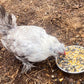 Omega Burst: Omega Rich Treat For Great Eggs & Feathers!