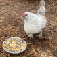Omega Burst: Omega Rich Treat For Great Eggs & Feathers!