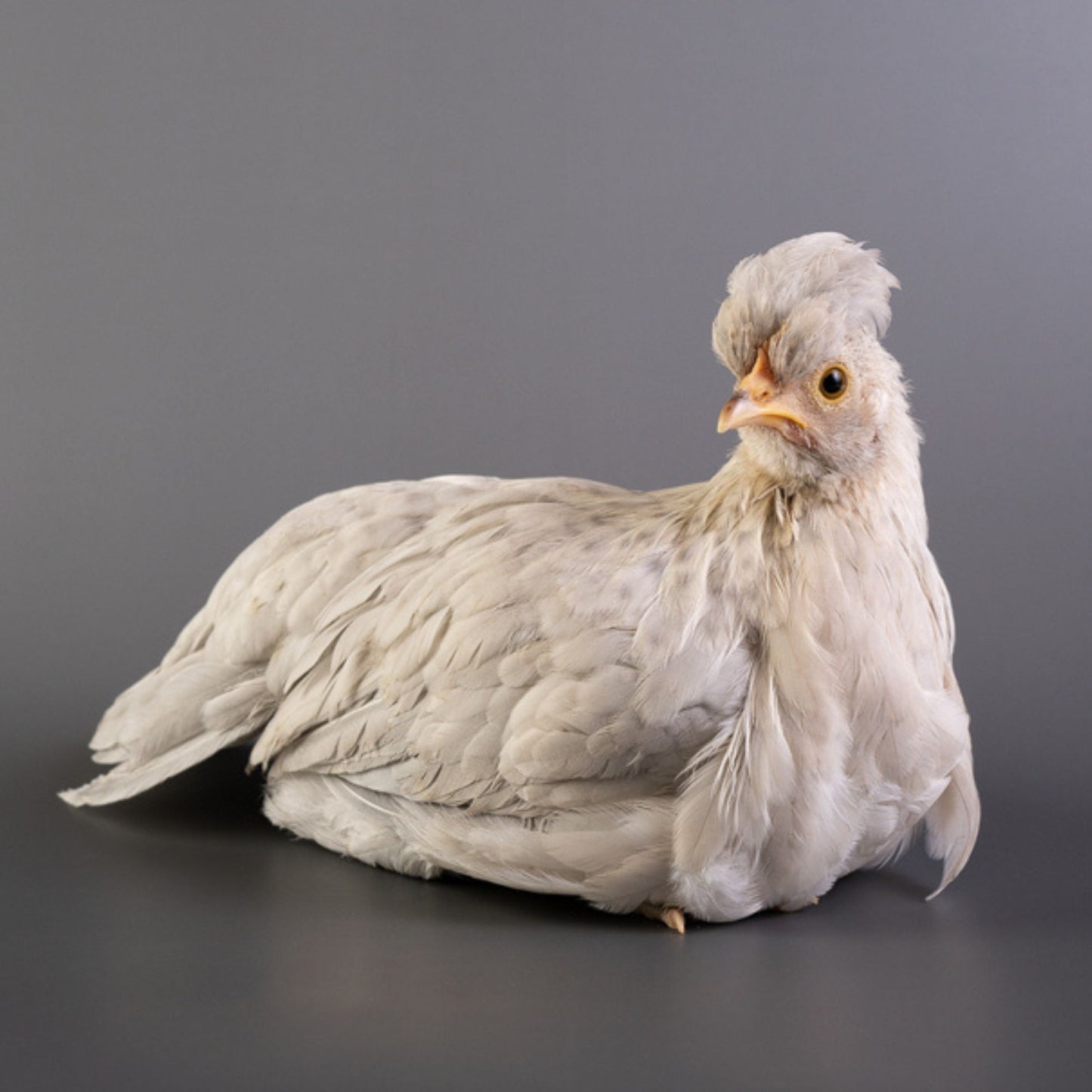 Opal Legbar chickens have a friendly personality.