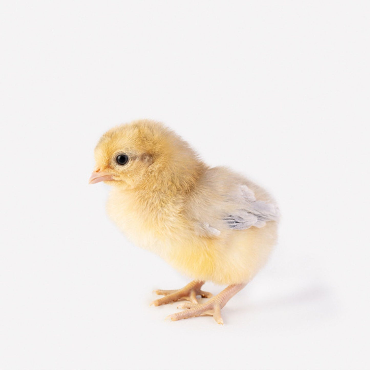 Opal Legbar baby chickens for sale. 