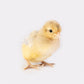 My Pet Chicken now sells Opal Legbar baby chicks.