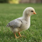 An Opal Legbar baby chick stands on grass.