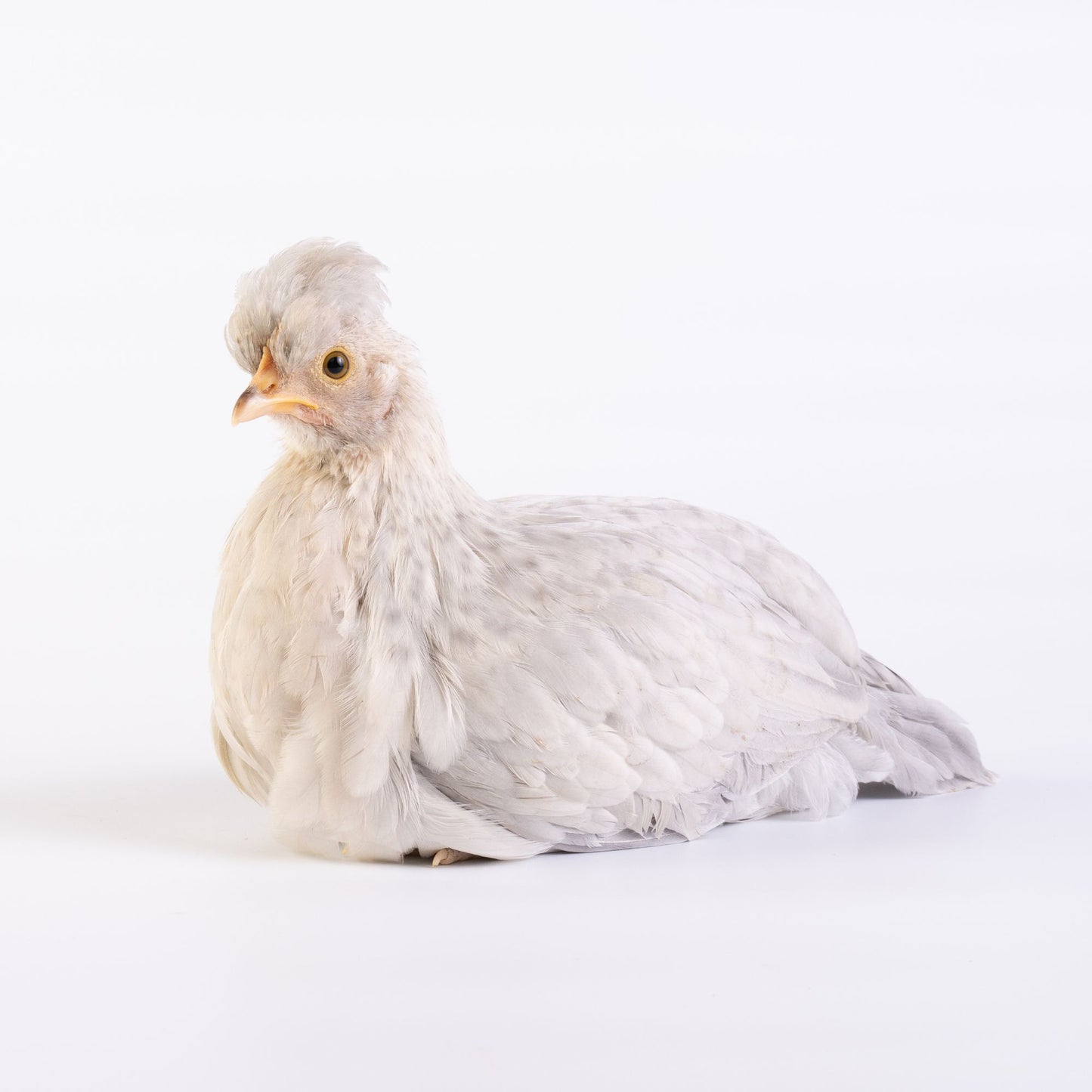 Opal Legbar chicken
