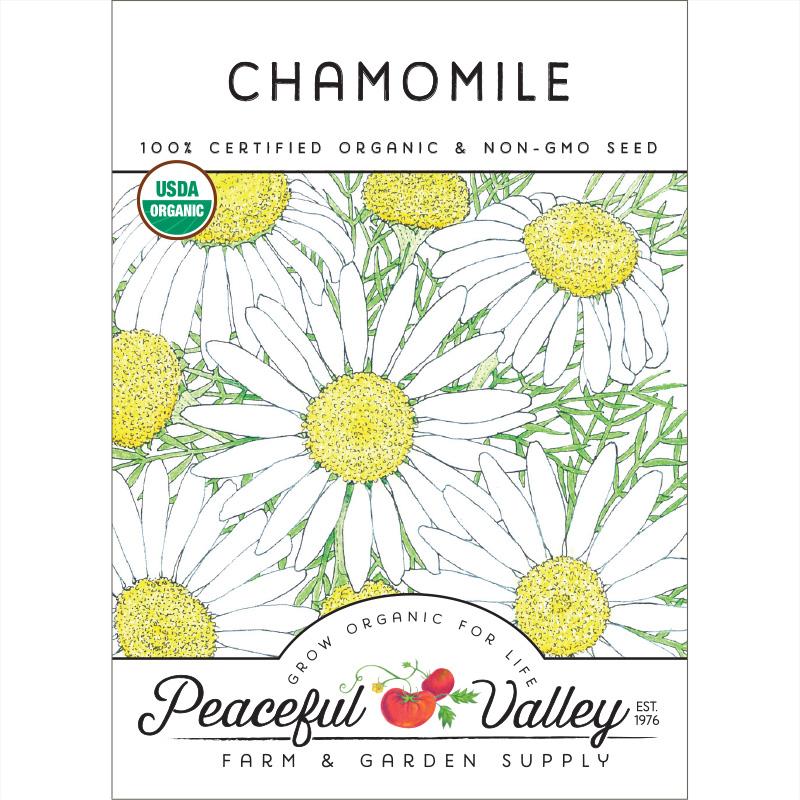 chamomile seeds from flower Chamomile Seeds (Organic)