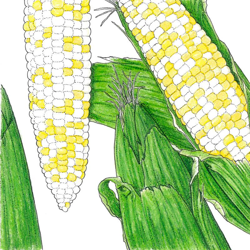 Who Gets Kissed Corn Seeds (Organic)