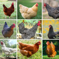Mystery Chick from Our Best Egg Layers Assortment