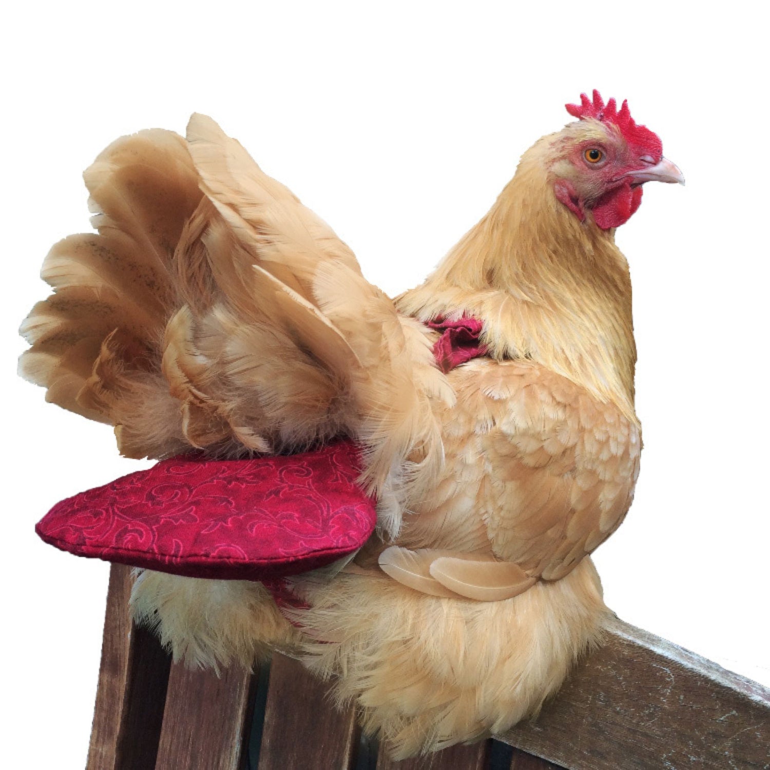 Chicken Diaper, Washable Liner