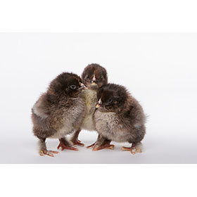 Hatching Eggs: Partridge Cochin, Merry Manor Location