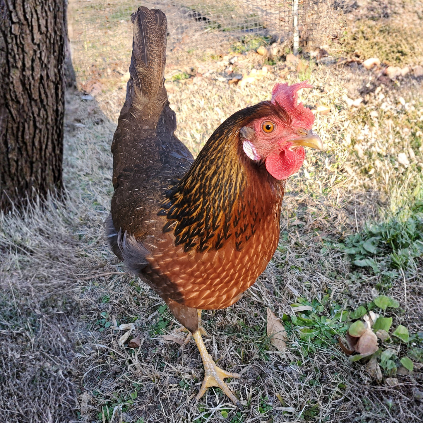 Baby Chicks: Partridge Olive Egger