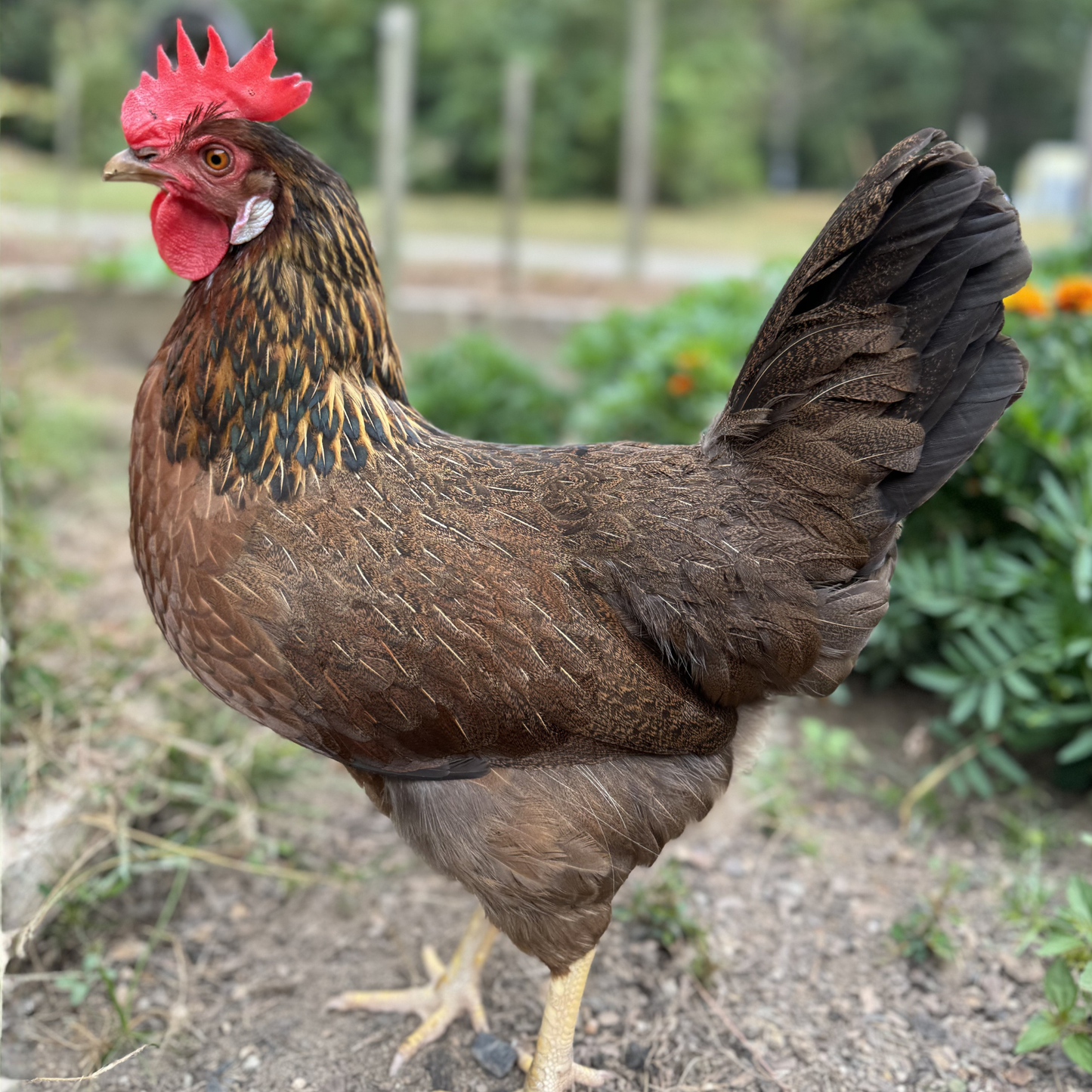 Baby Chicks: Partridge Olive Egger