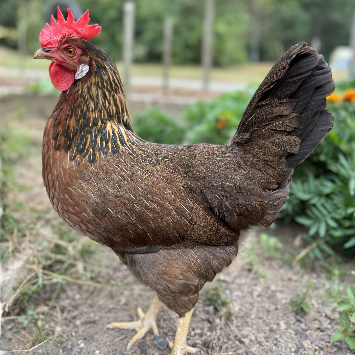 Baby Chicks: Partridge Olive Egger