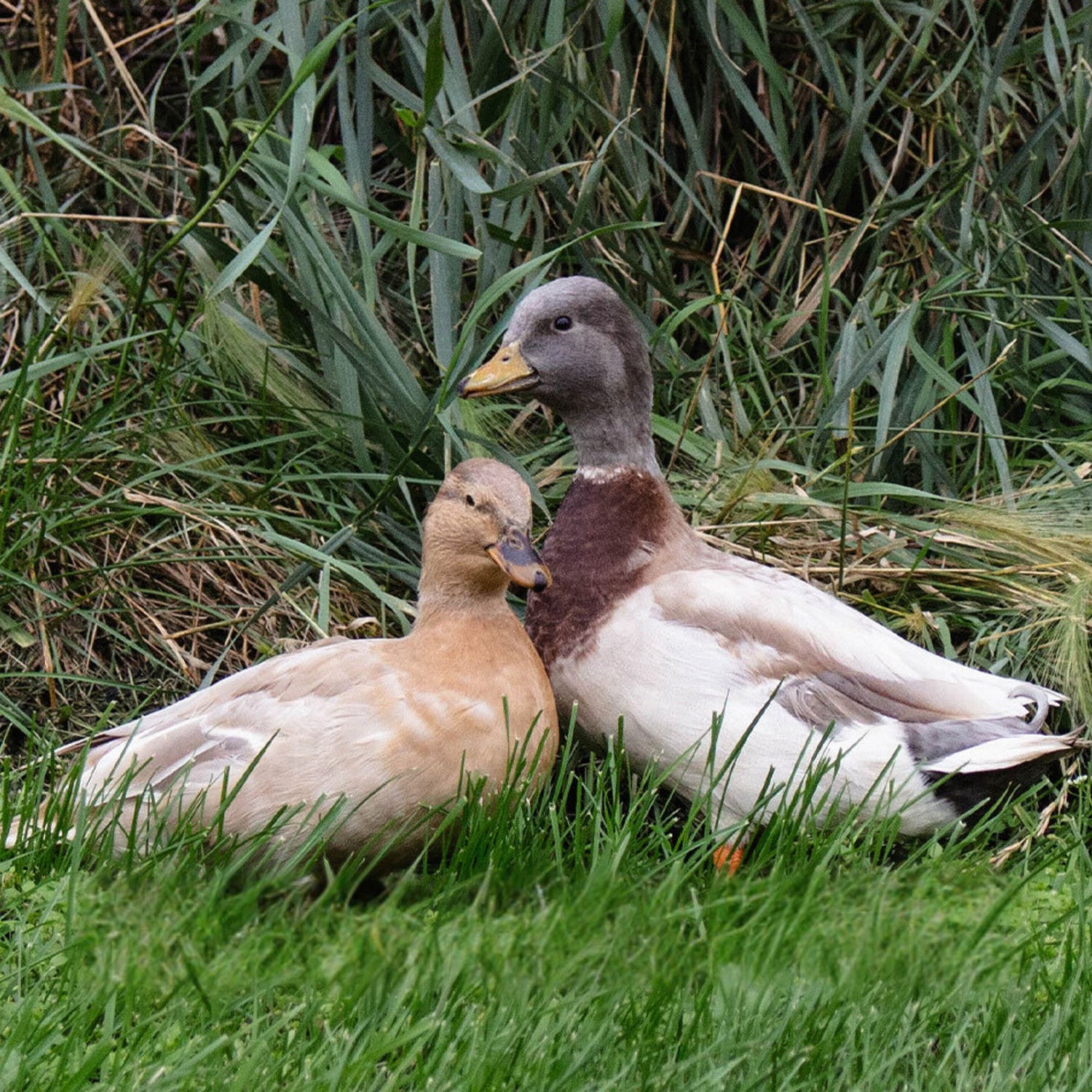Hatching Eggs: Assorted Call Duck, Pond Pals Location
