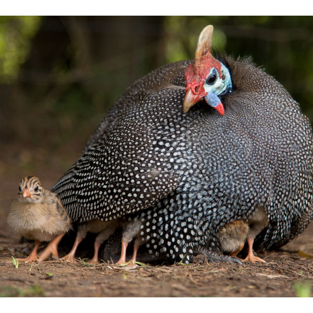French Pearl Guinea Hen and Keets