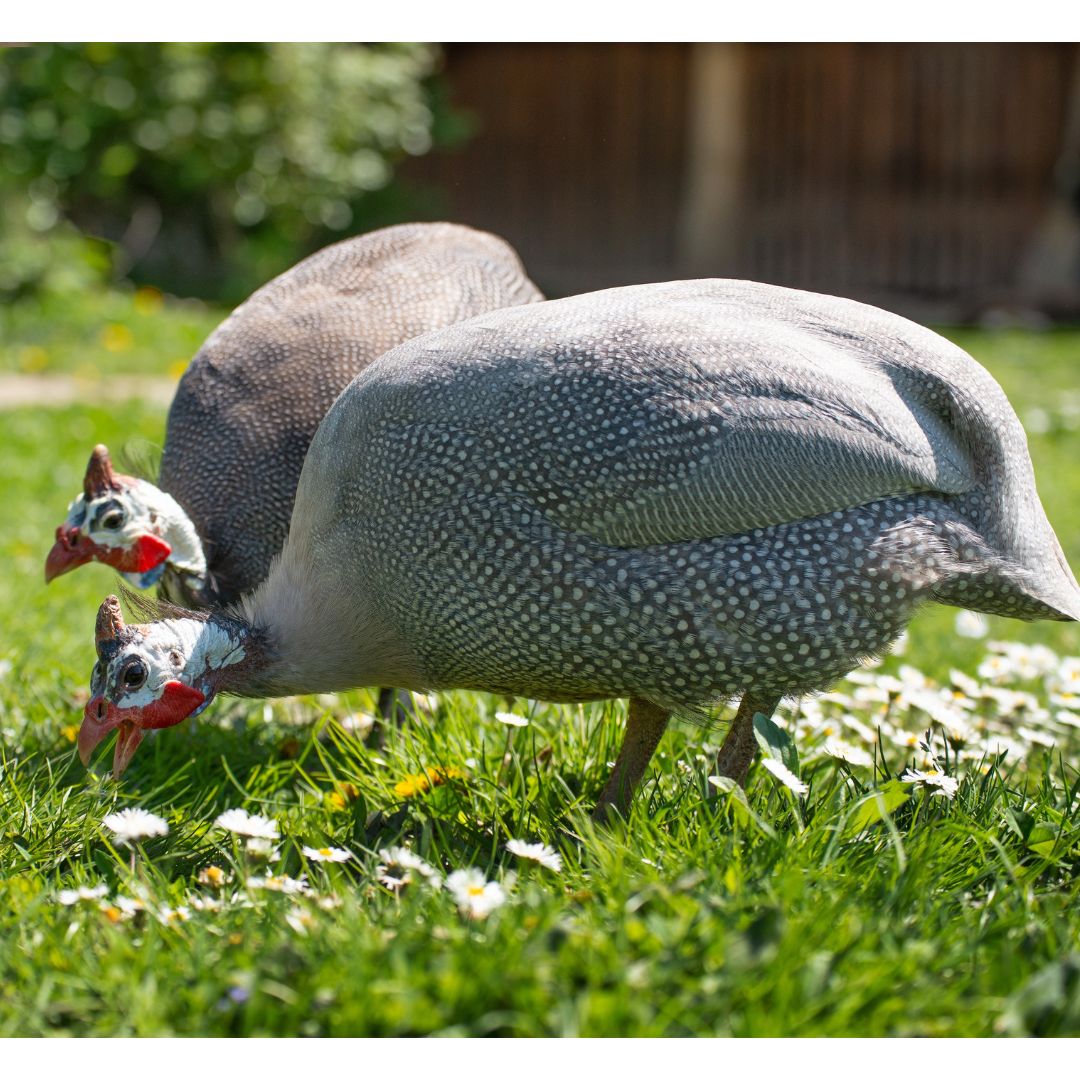 Pearl Guinea Fowl - My Pet Chicken