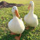 Pekin Ducks lay up to 150 white eggs per year.