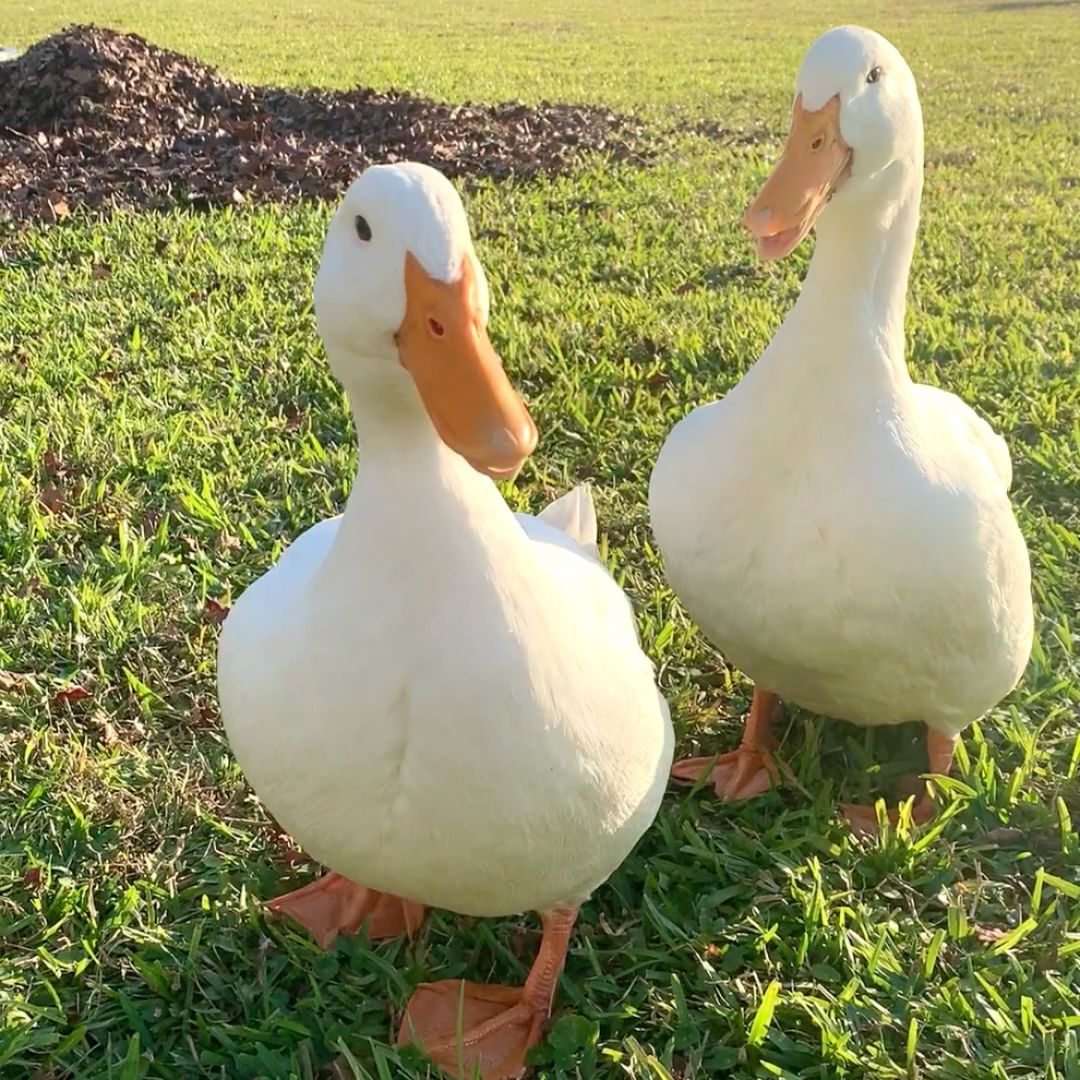Hatching Eggs Pekin Duck My Pet Chicken hatching-eggs-pekin-duck-my-pet-chicken