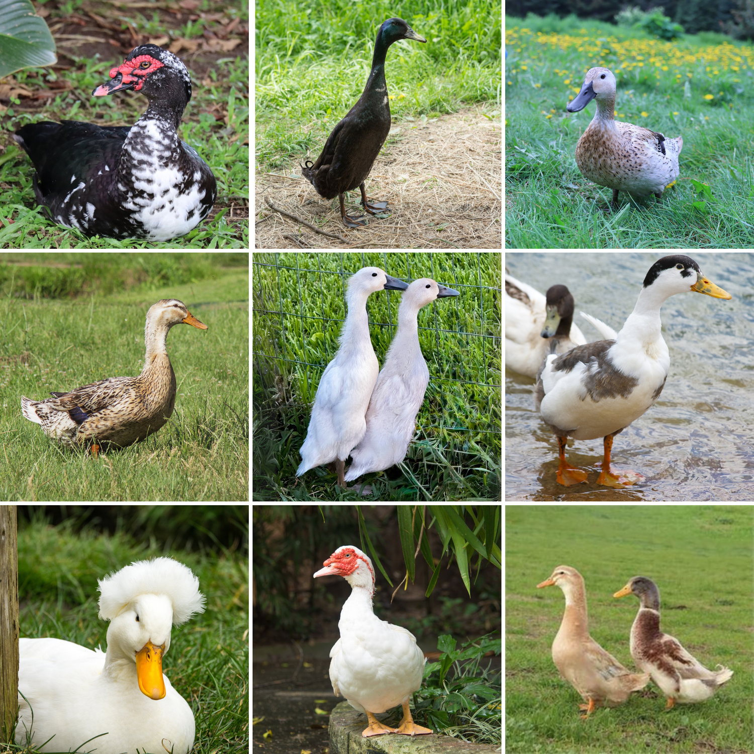 Ducklings: Mystery Duckling from Our Premium Assortment