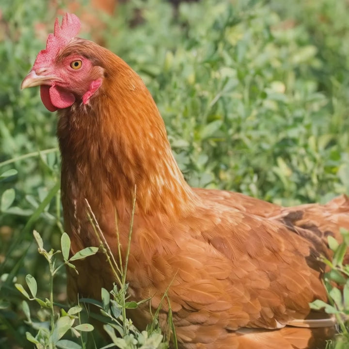 Baby Chicks: New Hampshire Red - My Pet Chicken