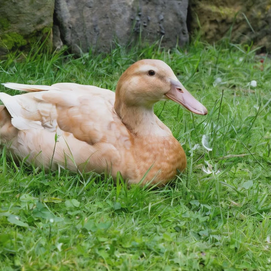Buff ducks for sale at My Pet chicken.