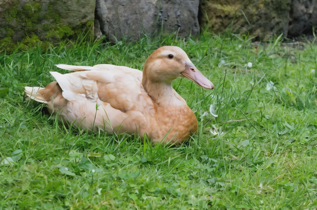 Buff ducks for sale at My Pet chicken.