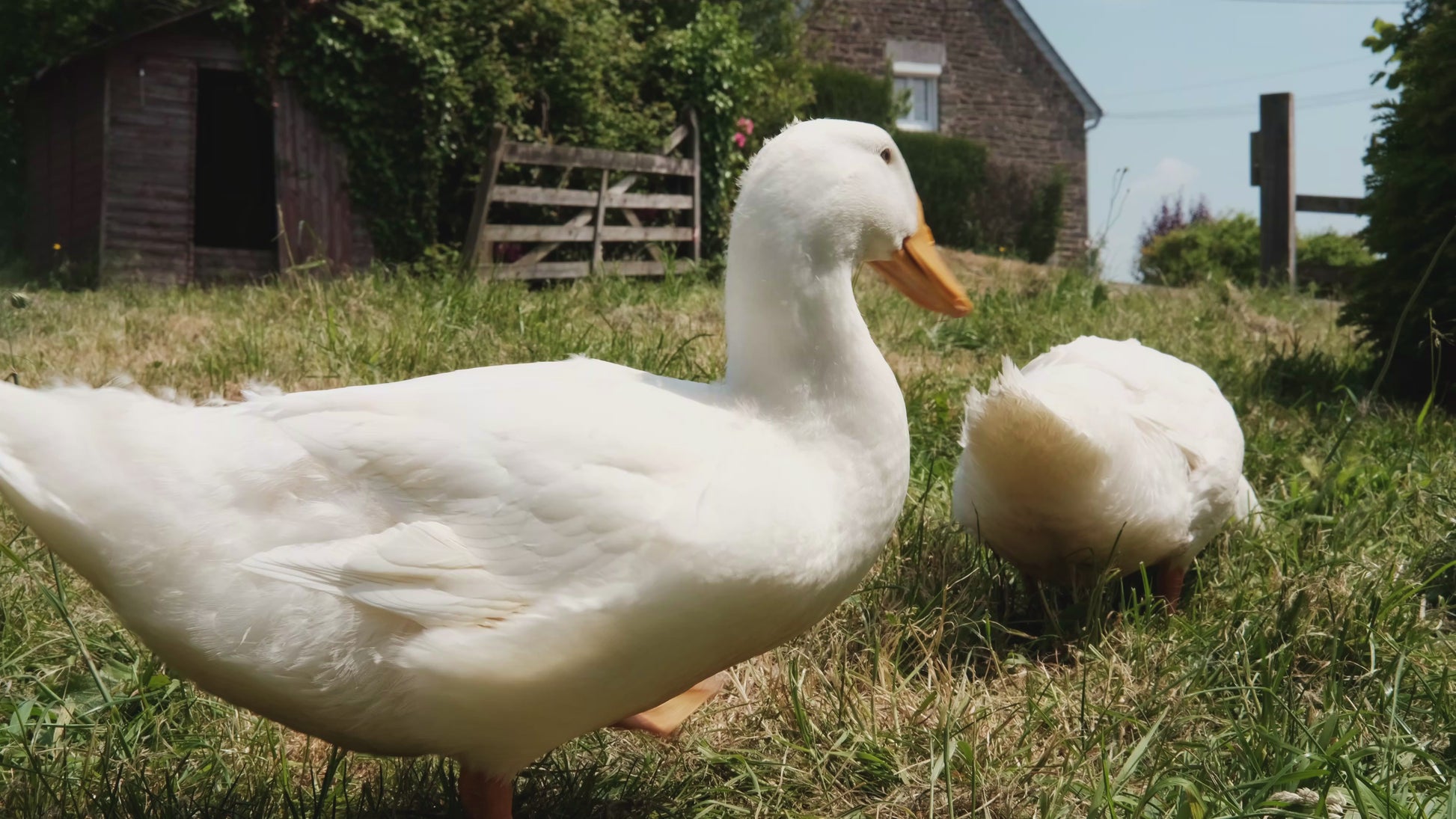 White Layer Ducks make excellent foragers.