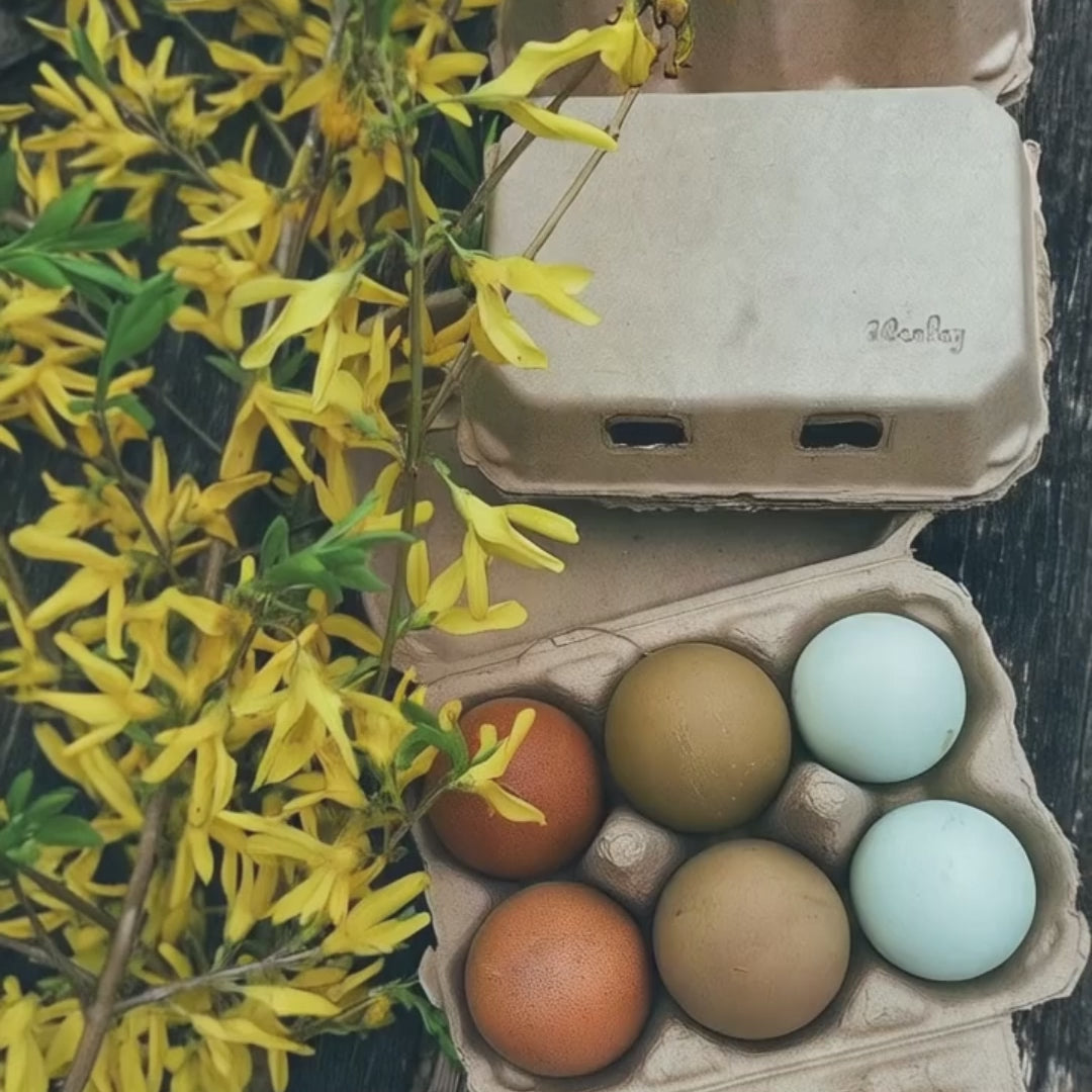 Half dozen egg cartons for sale at My Pet Chicken.