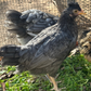 Pullet: Cuckoo Bluebar, Shipping Week of