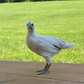 Pullet: Zombie Chicken, Shipping week of 08/31/2026