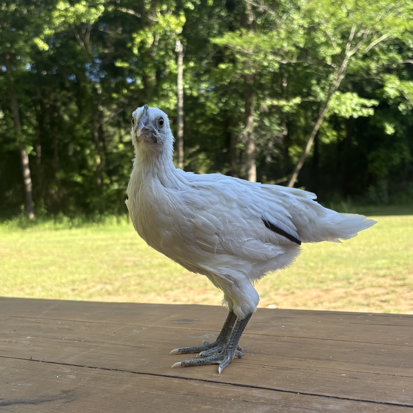 Pullet: Midnight Duo (2 Started Pullets), Shipping week of 08/31/2026