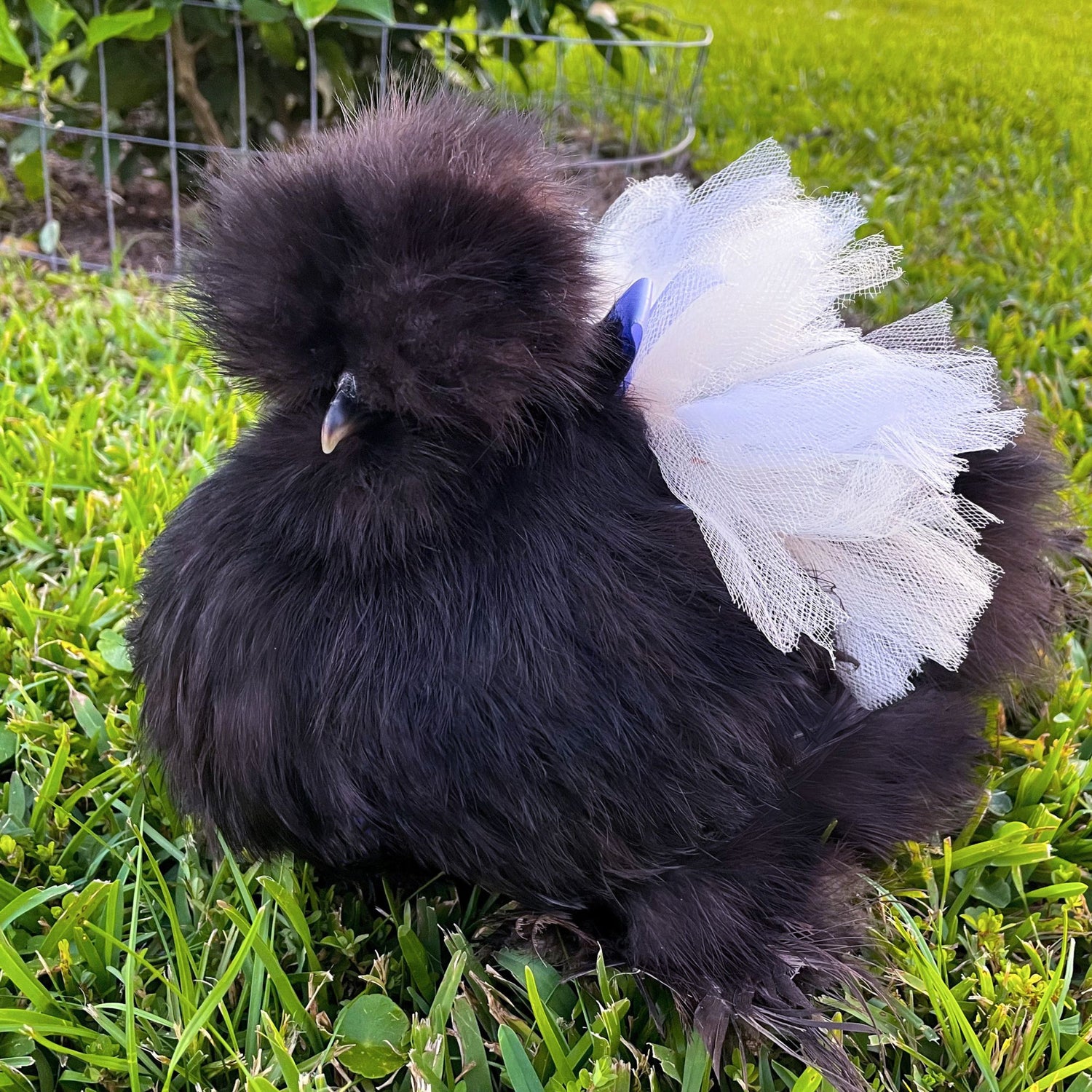 Chicken Tutu (So many colors & sizes!)