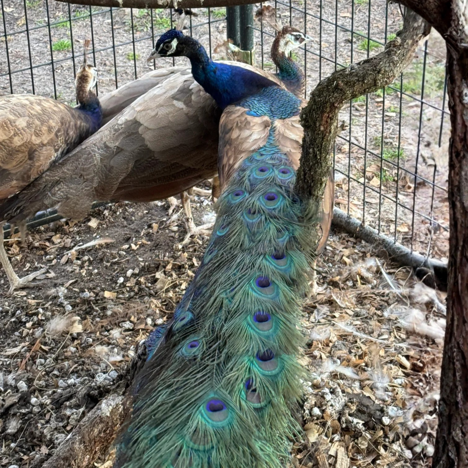 Hatching Eggs: Purple Peafowl, Flock & Field Location