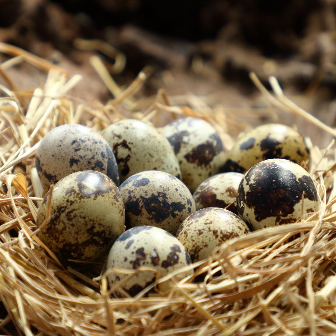 Hatching-Eggs: Coturnix Quail, Hen Haven Location