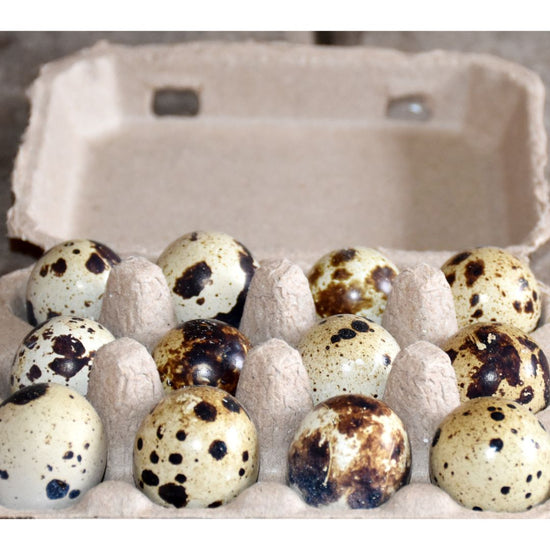 HatchingEggs Coturnix Quail, Hen Haven Location My Pet Chicken